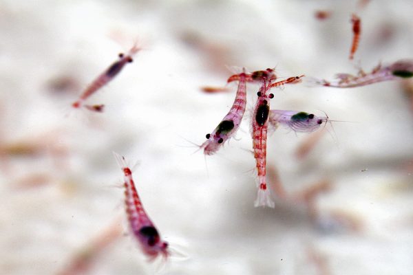 Antarctic Krill Oil’s Role in Maintaining Immune Function