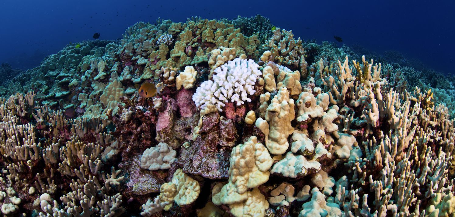 Scientists determine heat-resilient coral patches in Hawaii