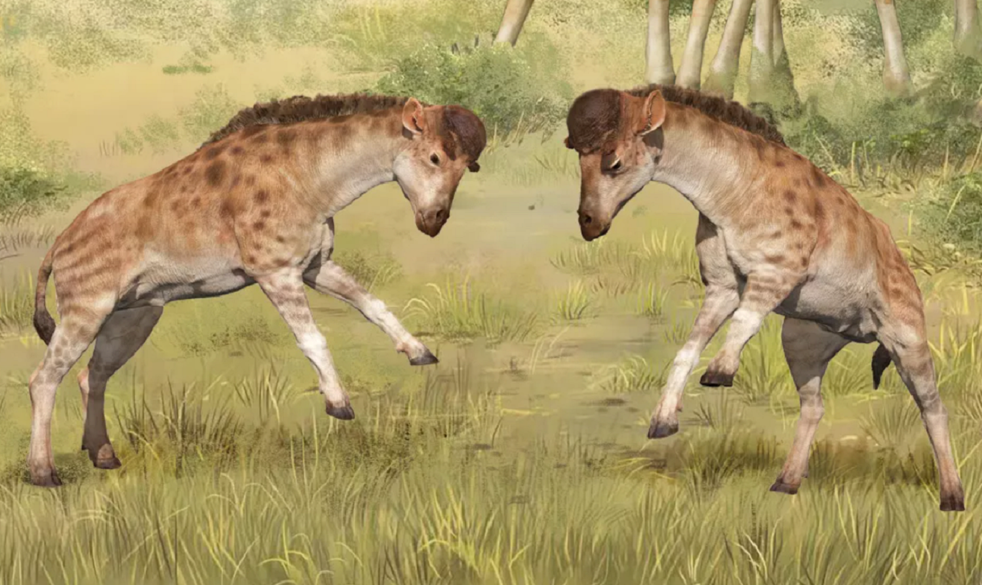 Fossils of a giraffe ancestor with short necks headbutting each other in a grassland in an artist