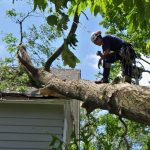 Emergency Tree Services