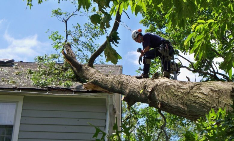 Emergency Tree Services