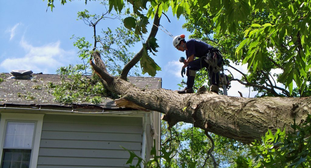 Emergency Tree Services