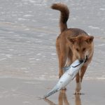 fish-for-dog