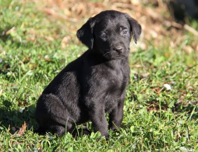 Black Labrador Puppy