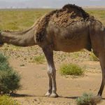 Camel Hunting in Arizona: A Unique Piece of Desert Lore