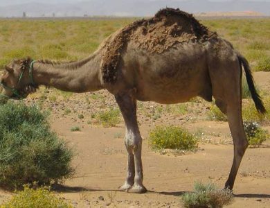 Camel Hunting in Arizona: A Unique Piece of Desert Lore