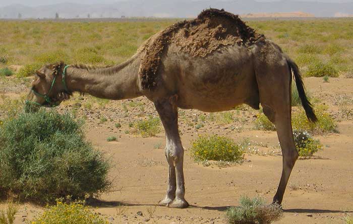 Camel Hunting in Arizona: A Unique Piece of Desert Lore