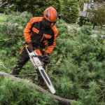 The Ultimate Guide to Tree Trimming and Removal Services in Racine