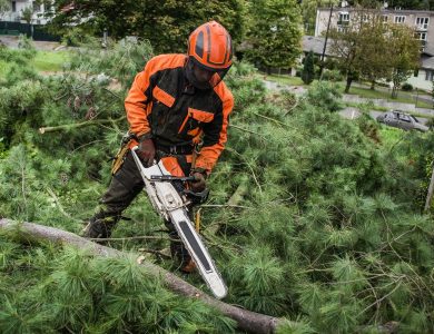 The Ultimate Guide to Tree Trimming and Removal Services in Racine