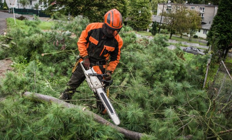 The Ultimate Guide to Tree Trimming and Removal Services in Racine