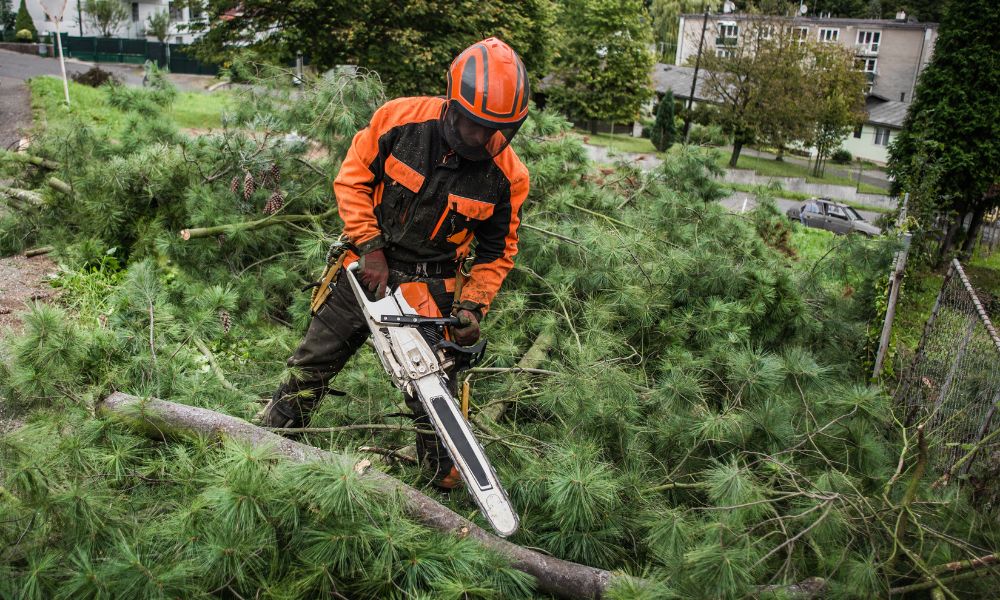 The Ultimate Guide to Tree Trimming and Removal Services in Racine